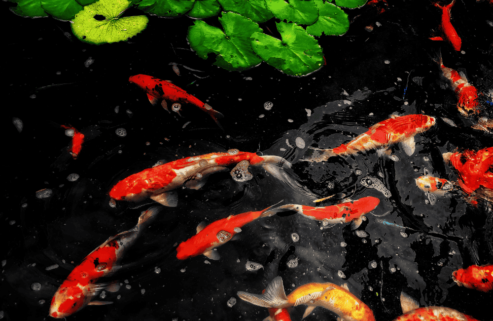  ปัจจัยที่ทำให้ปลาคาร์พราคาถูก-แพง